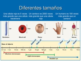 Diferentes tamañosDiferentes tamaños
2424
Una célula roja es 5 veces
más grande que una célula
bacteriana
Un centavo es 2000 veces
más grande que una célula
roja
Un humano es 100 veces
más grande que un
centavo
 