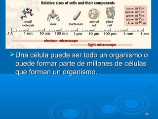 Una célula puede ser todo un organismo oUna célula puede ser todo un organismo o
puede formar parte de millones de cpuede formar parte de millones de célulasélulas
que forman un organismo.que forman un organismo.
2525
 