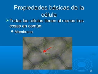 Propiedades básicas de laPropiedades básicas de la
célulacélula
Todas las células tienen al menos tresTodas las células tienen al menos tres
cosas en comúncosas en común
MembranaMembrana
2727
 