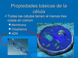 Propiedades básicas de laPropiedades básicas de la
célulacélula
Todas las células tienen al menos tresTodas las células tienen al menos tres
cosas en comúncosas en común
MembranaMembrana
CitoplasmaCitoplasma
ADNADN
2828
 