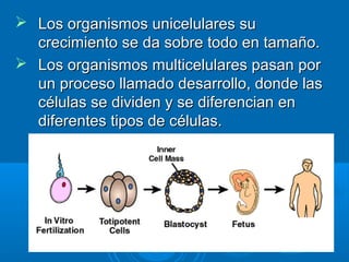  Los organismos unicelulares suLos organismos unicelulares su
crecimiento se da sobre todo en tamaño.crecimiento se da sobre todo en tamaño.
 Los organismos multicelulares pasan porLos organismos multicelulares pasan por
un proceso llamado desarrollo, donde lasun proceso llamado desarrollo, donde las
células se dividen y se diferencian encélulas se dividen y se diferencian en
diferentes tipos de células.diferentes tipos de células.
 