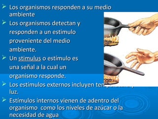  Los organismos responden a su medioLos organismos responden a su medio
ambienteambiente
 Los organismos detectan yLos organismos detectan y
responden a un estimuloresponden a un estimulo
proveniente del medioproveniente del medio
ambiente.ambiente.
 UnUn stimulusstimulus o estímulo eso estímulo es
una señal a la cual ununa señal a la cual un
organismo responde.organismo responde.
 Los estímulos externos incluyen temperatura yLos estímulos externos incluyen temperatura y
luz.luz.
 Estímulos internos vienen de adentro delEstímulos internos vienen de adentro del
organismo como los niveles de azúcar o laorganismo como los niveles de azúcar o la
necesidad de aguanecesidad de agua
 