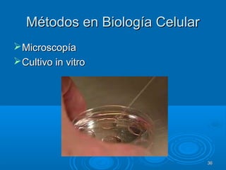 Métodos en Biología CelularMétodos en Biología Celular
MicroscopíaMicroscopía
Cultivo in vitroCultivo in vitro
3636
 
