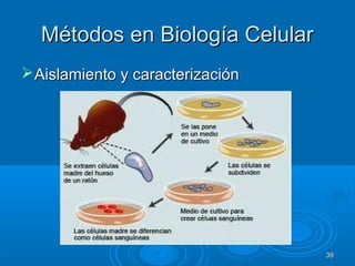 Métodos en Biología CelularMétodos en Biología Celular
Aislamiento y caracterizaciónAislamiento y caracterización
3939
 