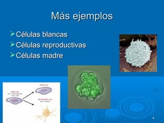 Más ejemplosMás ejemplos
Células blancasCélulas blancas
Células reproductivasCélulas reproductivas
Células madreCélulas madre
44
 