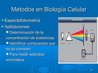 Métodos en Biología CelularMétodos en Biología Celular
EspectofotometríaEspectofotometría
Aplicaciones:Aplicaciones:
Determinación de laDeterminación de la
concentración de sustanciasconcentración de sustancias
Identificar compuestos queIdentificar compuestos que
no se conocenno se conocen
Para medir actividadPara medir actividad
enzimáticaenzimática
4040
 