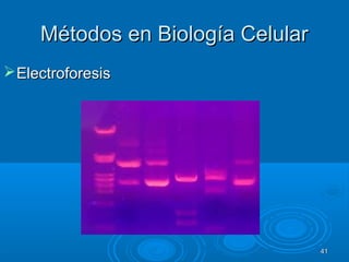 Métodos en Biología CelularMétodos en Biología Celular
ElectroforesisElectroforesis
4141
 