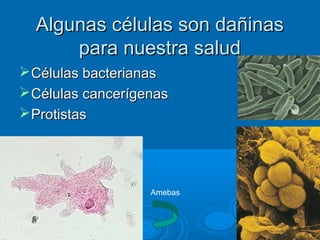 Algunas células son dañinasAlgunas células son dañinas
para nuestra saludpara nuestra salud
Células bacterianasCélulas bacterianas
Células cancerígenasCélulas cancerígenas
ProtistasProtistas
55
Amebas
 