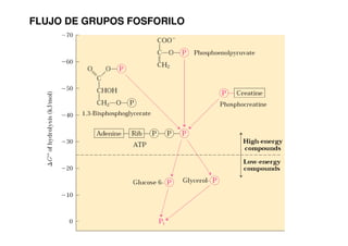 Introduccion metabolismo 21644 | PDF