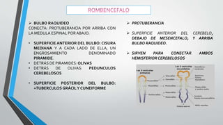  BULBO RAQUIDEO
CONECTA: PROTUBERANCIA POR ARRIBA CON
LA MEDULA ESPINAL PORABAJO.
• SUPERFICIE ANTERIOR DEL BULBO: CISURA
MEDIANA Y A CADA LADO DE ELLA, UN
ENGROSAMIENTO DENOMINADO
PIRAMIDE.
• DETRÁS DE PIRAMIDES: OLIVAS
• DETRÁS DE OLIVAS: PEDUNCULOS
CEREBELOSOS
• SUPERFICIE POSTERIOR DEL BULBO:
+TUBERCULOS GRÁCILY CUNEIFORME
 PROTUBERANCIA
 SUPERFICIE ANTERIOR DEL CEREBELO,
DEBAJO DE MESENCEFALO, Y ARRIBA
BULBO RAQUIDEO.
 SIRVEN PARA CONECTAR AMBOS
HEMISFERIOR CEREBELOSOS
 