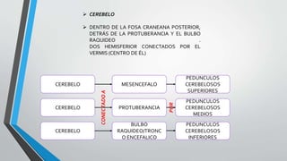  CEREBELO
 DENTRO DE LA FOSA CRANEANA POSTERIOR,
DETRÁS DE LA PROTUBERANCIA Y EL BULBO
RAQUIDEO .
DOS HEMISFERIOR CONECTADOS POR EL
VERMIS (CENTRO DE ÉL)
CEREBELO
CEREBELO
CEREBELO
MESENCEFALO
BULBO
RAQUIDEO/TRONC
O ENCEFALICO
PROTUBERANCIA
PEDUNCULOS
CEREBELOSOS
SUPERIORES
PEDUNCULOS
CEREBELOSOS
INFERIORES
PEDUNCULOS
CEREBELOSOS
MEDIOS
CONECTADOA
POR
 