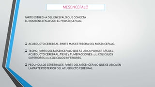 PARTE ESTRECHA DEL ENCEFALO QUE CONECTA
EL ROMBENCEFALO CON EL PROSENCEFALO.
 ACUEDUCTO CEREBRAL: PARTE MAS ESTRECHA DEL MESENCEFALO.
 TECHO: PARTE DEL MESENCEFALOQUE SE UBICA POR DETRÁS DEL
ACUEDUCTO CEREBRAL;TIENE 4TUMEFACCIONES: 1) 2 COLICULOS
SUPERIORES 2) 2 COLICULOS INFERIORES.
 PEDUNCULOS CEREBRALES: PARTE DEL MESENCEFALO QUE SE UBICA EN
LA PARTE POSTERIOR DEL ACUEDUCTO CEREBRAL.
 