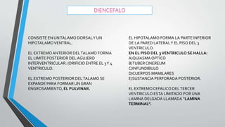 CONSISTE EN UNTALAMO DORSALY UN
HIPOTALAMOVENTRAL.
EL EXTREMOANTERIOR DELTALAMO FORMA
EL LIMITE POSTERIOR DEL AGUJERO
INTERVENTRICULAR. (ORIFICIO ENTRE EL 3Y 4
VENTRICULO.
EL EXTREMO POSTERIOR DELTALAMO SE
EXPANDE PARA FORMAR UN GRAN
ENGROSAMIENTO, EL PULVINAR.
EL HIPOTALAMO FORMA LA PARTE INFERIOR
DE LA PARED LATERALY EL PISO DEL 3
VENTRICULO.
EN EL PISO DEL 3VENTRICULO SE HALLA:
A)QUIASMAOPTICO
B)TUBERCINEREUM
C)INFUNDIBULO
D)CUERPOS MAMILARES
E)SUSTANCIA PERFORADA POSTERIOR.
EL EXTREMOCEFALICO DELTERCER
VENTRICULO ESTA LIMITADO POR UNA
LAMINA DELGADA LLAMADA “LAMINA
TERMINAL”.
 