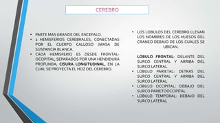 • PARTE MAS GRANDE DEL ENCEFALO.
• 2 HEMISFERIOS CEREBRALES, CONECTADAS
POR EL CUERPO CALLOSO (MASA DE
SUSTANCIA BLANCA.
• CADA HEMISFERIO ES DESDE FRONTAL-
OCCIPITAL, SEPARADOS POR UNA HENDIDURA
PROFUNDA, CISURA LONGITUDINAL, EN LA
CUAL SE PROYECTA EL HOZ DEL CEREBRO.
• LOS LOBULOS DEL CEREBRO LLEVAN
LOS NOMBRES DE LOS HUESOS DEL
CRANEO DEBAJO DE LOS CUALES SE
UBICAN.
LOBULO FRONTAL: DELANTE DEL
SURCO CENTRAL Y ARRIBA DEL
SURCO LATERAL
• LOBULO PARIETAL: DETRÁS DEL
SURCO CENTRAL Y ARRIBA DEL
SURCO LATERAL
• LOBULO OCCIPITAL: DEBAJO DEL
SURCO PARIETOOCCIPITAL
• LOBULO TEMPORAL: DEBAJO DEL
SURCO LATERAL
 