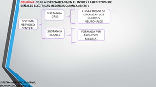 SISTEMA
NERVIOSO
CENTRAL
SUSTANCIA
BLANCA
SUSTANCIA
GRIS
FORMADA POR
AXONES DE
MIELINA .
LUGAR DONDE SE
LOCALIZAN LOS
CUERPOS
NEURONALES
NEURONA: CELULA ESPECIALIZADA EN EL ENVIOY LA RECEPCION DE
SEÑALES ELECTRICAS MEDIADAS QUIMICAMENTE 1
SISTEMA NERVIOSO HUMANO,
BARR 8ª EDICIÓN. PAG: 14
 
