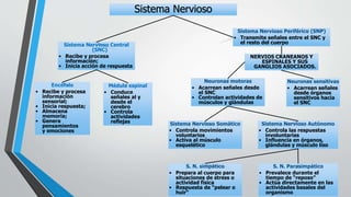Sistema Nervioso Central
(SNC)
• Recibe y procesa
información;
• Inicia acción de respuesta
Encéfalo
• Recibe y procesa
información
sensorial;
• Inicia respuesta;
• Almacena
memoria;
• Genera
pensamientos
y emociones
Sistema Nervioso Periférico (SNP)
• Transmite señales entre el SNC y
el resto del cuerpo
Neuronas sensitivas
• Acarrean señales
desde órganos
sensitivos hacia
el SNC
S. N. simpático
• Prepara al cuerpo para
situaciones de stress o
actividad física
• Respuesta de “pelear o
huir”
S. N. Parasimpático
• Prevalece durante el
tiempo de “reposo”
• Actúa directamente en las
actividades basales del
organismo
Sistema Nervioso
Sistema Nervioso Somático
• Controla movimientos
voluntarios
• Activa al músculo
esquelético
Sistema Nervioso Autónomo
• Controla las respuestas
involuntarias
• Influencia en órganos,
glándulas y músculo liso
Neuronas motoras
• Acarrean señales desde
el SNC
• Controlan actividades de
músculos y glándulas
Médula espinal
• Conduce
señales al y
desde el
cerebro
• Controla
actividades
reflejas
NERVIOS CRANEANOS Y
ESPINALES Y SUS
GANGLIOS ASOCIADOS.
 