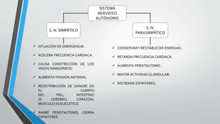SISTEMA
NERVIOSO
AUTÓNOMO
S. N. SIMPÁTICO
S. N.
PARASIMPÁTICO
 SITUACIÓN DE EMERGENCIA.
 ACELERA FRECUENCIA CARDIACA.
 CAUSA CONSTRICCIÓN DE LOS
VASOS SANGUÍNEOS.
 AUMENTATENSIÓN ARTERIAL.
 REDISTRIBUCIÓN DE SANGRE EN
EL CUERPO
NO: PIEL, INTESTINO
SI: CEREBRO, CORAZÓN,
MÚSCULO ESQUELÉTICO.
 INHIBE PERISTALTISMO, CIERRA
ESFINTERES.
 CONSERVARY RESTABLECER ENERGIAS.
 RETARDA FRECUENCIA CARDIACA.
 AUMENTA PERISTALTISMO.
 MAYOR ACTIVIDAD GLANDULAR.
 DISTIENDE ESFINTERES.
 
