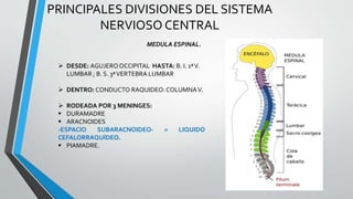 PRINCIPALES DIVISIONES DEL SISTEMA
NERVIOSO CENTRAL
 DESDE: AGUJEROOCCIPITAL HASTA: B. I. 1ªV.
LUMBAR ; B. S. 3ªVERTEBRA LUMBAR
 DENTRO: CONDUCTO RAQUIDEO:COLUMNAV.
 RODEADA POR 3 MENINGES:
 DURAMADRE
 ARACNOIDES
-ESPACIO SUBARACNOIDEO- = LIQUIDO
CEFALORRAQUÍDEO.
 PIAMADRE.
MEDULA ESPINAL.
 