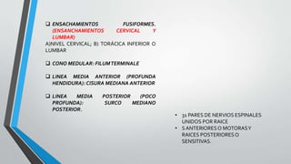  ENSACHAMIENTOS FUSIFORMES.
(ENSANCHAMIENTOS CERVICAL Y
LUMBAR)
A)NIVEL CERVICAL; B) TORÁCICA INFERIOR O
LUMBAR
 CONO MEDULAR: FILUMTERMINALE
 LINEA MEDIA ANTERIOR (PROFUNDA
HENDIDURA): CISURA MEDIANA ANTERIOR
 LINEA MEDIA POSTERIOR (POCO
PROFUNDA): SURCO MEDIANO
POSTERIOR.
• 31 PARES DE NERVIOS ESPINALES
UNIDOS POR RAICE
• S ANTERIORESO MOTORASY
RAICES POSTERIORES O
SENSITIVAS.
 