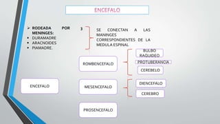 MESENCEFALO
ROMBENCEFALO
ENCEFALO
 RODEADA POR 3
MENINGES:
 DURAMADRE
 ARACNOIDES
 PIAMADRE.
SE CONECTAN A LAS
MANINGES
CORRESPONDIENTES DE LA
MEDULA ESPINAL
PROSENCEFALO
BULBO
RAQUIDEO
PROTUBERANCIA
CEREBELO
DIENCEFALO
CEREBRO
 