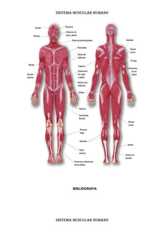 SISTEMA MUSCULAR HUMANO




       BIBLIOGRAFIA




SISTEMA MUSCULAR HUMANO
 