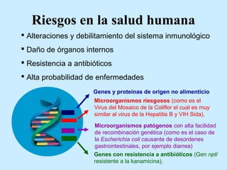 Riesgos en la salud humana
 Alteraciones y debilitamiento del sistema inmunológico
 Daño de órganos internos
 Resistencia a antibióticos
 Alta probabilidad de enfermedades
Genes y proteínas de origen no alimenticio
Microorganismos riesgosos (como es el
Virus del Mosaico de la Coliflor el cual es muy
similar al virus de la Hepatitis B y VIH Sida),
Microorganismos patógenos con alta facilidad
de recombinación genética (como es el caso de
la Escherichia coli causante de desordenes
gastrointestinales, por ejemplo diarrea)
Genes con resistencia a antibióticos (Gen nptl
resistente a la kanamicina).
 