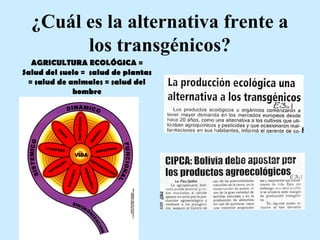 ¿Cuál es la alternativa frente a
los transgénicos?
AGRICULTURA ECOLÓGICA =
Salud del suelo = salud de plantas
= salud de animales = salud del
hombre
 