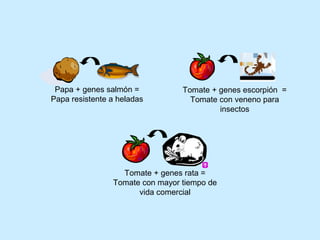 Papa + genes salmón =
Papa resistente a heladas
Tomate + genes rata =
Tomate con mayor tiempo de
vida comercial
Tomate + genes escorpión =
Tomate con veneno para
insectos
 
