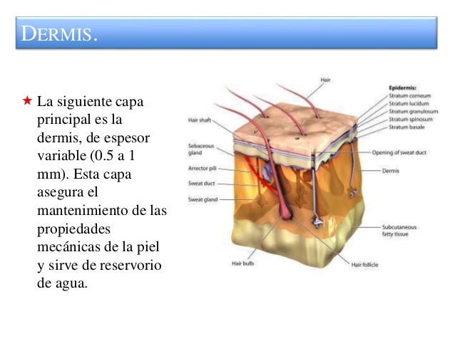 Introduccion y la piel