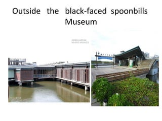 Outside the black-faced spoonbills
Museum
 