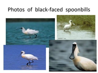 Photos of black-faced spoonbills
 