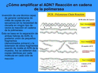 ¿Cómo amplificar el ADN? Reacción en cadena de la polimerasa invención de una técnica capaz de generar centenares de miles de copias de una secuencia sin la necesidad de clonarla en ningún tipo de vector,la reacción en cadena de la polimerasa.   Esta se basa en la separación de ambas hebras de ADN, la posterior unión de pequeños fragmentos (denominados  primers ) y la extensión de estos fragmentos usando de molde el ADN de la muestra. Así se obtienen dos copias idénticas por cada molécula en cada ciclo de reacción   
