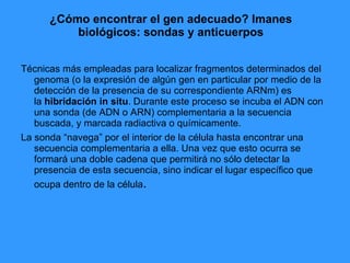 ¿Cómo encontrar el gen adecuado? Imanes biológicos: sondas y anticuerpos Técnicas más empleadas para localizar fragmentos determinados del genoma (o la expresión de algún gen en particular por medio de la detección de la presencia de su correspondiente ARNm) es la  hibridación in situ . Durante este proceso se incuba el ADN con una sonda (de ADN o ARN) complementaria a la secuencia buscada, y marcada radiactiva o químicamente.  La sonda “navega” por el interior de la célula hasta encontrar una secuencia complementaria a ella. Una vez que esto ocurra se formará una doble cadena que permitirá no sólo detectar la presencia de esta secuencia, sino indicar el lugar específico que ocupa dentro de la célula .  