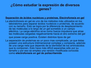 ¿Cómo estudiar la expresión de diversos genes? Separación de ácidos nucleicos y proteínas. Electroforesis en gel La electroforesis en gel es uno de los métodos más utilizados en los laboratorios para separar ácidos nucleicos o proteínas, de acuerdo con su tamaño. Esto se logra por la diferencia de desplazamiento de las moléculas a lo largo de un gel sometido a un campo eléctrico. La carga eléctrica sirve como fuerza impulsora que atrae las moléculas cargadas negativamente hacia el otro extremo del gel que posee carga positiva. Existen distintos tipos de gel   La separación de proteínas es un poco mas complicada, ya que éstas poseen una estructura tridimensional compleja y compacta, además de una carga neta que depende de la identidad de los aminoácidos que la componen. Esto hace más difícil separarlas sólo por su tamaño y por eso se emplea una versión modificada conocida como  electroforesis en gel de poliacrilamida   