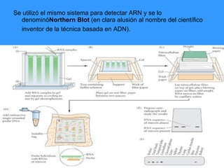 Se utilizó el mismo sistema para detectar ARN y se lo denominó Northern Blot  (en clara alusión al nombre del científico inventor de la técnica basada en ADN).   