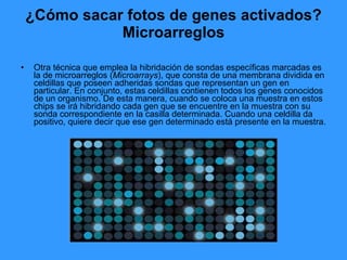 ¿Cómo sacar fotos de genes activados? Microarreglos Otra técnica que emplea la hibridación de sondas específicas marcadas es la de microarreglos ( Microarrays ), que consta de una membrana dividida en celdillas que poseen adheridas sondas que representan un gen en particular. En conjunto, estas celdillas contienen todos los genes conocidos de un organismo. De esta manera, cuando se coloca una muestra en estos chips se irá hibridando cada gen que se encuentre en la muestra con su sonda correspondiente en la casilla determinada. Cuando una celdilla da positivo, quiere decir que ese gen determinado está presente en la muestra.  