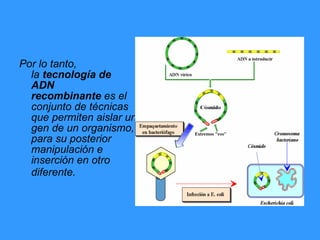 Por lo tanto, la  tecnología de ADN recombinante  es el conjunto de técnicas que permiten aislar un gen de un organismo, para su posterior manipulación e inserción en otro diferente.     