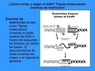 ¿Cómo cortar y pegar el ADN? Tijeras moleculares: enzimas de restricción Enzimas de restricción  actúan como “tijeras moleculares”, cortando la doble cadena de ADN a través del esqueleto de fosfatos sin dañar las bases. El descubrimiento de estas enzimas dio origen a la ingeniería genética.  