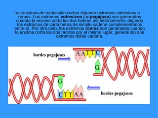 Las enzimas de restricción cortan dejando extremos cohesivos o romos. Los extremos  cohesivos ( o pegajoso)  son generados cuando la enzima corta las dos hebras asimétricamente, dejando los extremos de cada hebra de simple cadena complementarios entre sí. Por otro lado, los extremos  romos  son generados cuando la enzima corta las dos hebras por el mismo lugar, generando dos extremos doble cadena . 