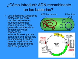 ¿Cómo introducir ADN recombinante en las bacterias?   Los plásmidos  (pequeñas moléculas de ADN circular presente en muchas bacterias)  contienen uno o más genes de resistencia a antibióticos y son capaces de autorreplicarse, ya que contienen una secuencia de iniciación. Esto les permite replicarse de manera independiente del ADN genómico. 