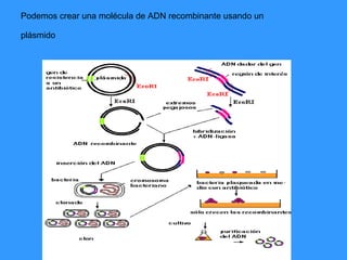 Podemos crear una molécula de ADN recombinante usando un plásmido   