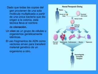   Dado que todas las copias del gen provienen de una sola molécula multiplicada a partir de una única bacteria que dio origen a la colonia, esta técnica lleva el nombre de  clonación . Un  clon  es un grupo de células u organismos genéticamente idénticas.  El uso fragmentos de ADN como vectores sirven para transferir material genético de un organismo a otro .   