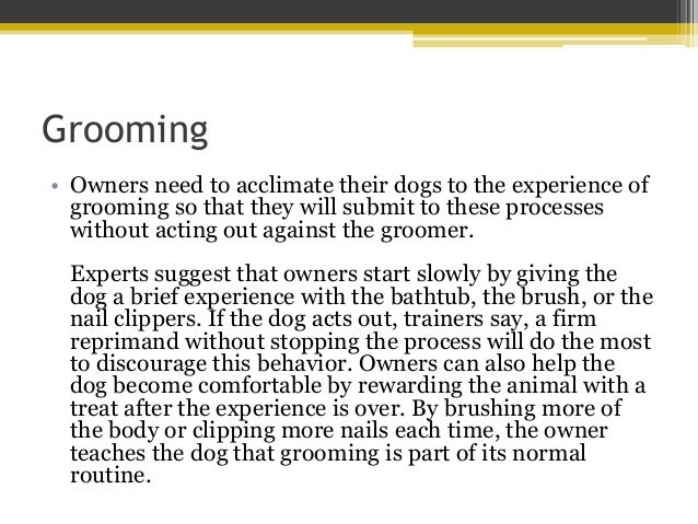 Introducing a Dog to the Grooming Process