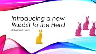 Introducing a new
Rabbit to the Herd
By Fantastic Furries
 