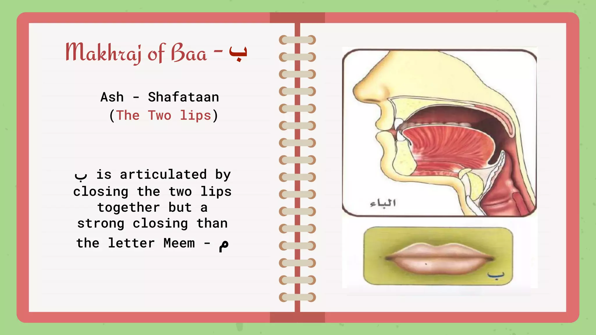 Makhraj of Baa - ‫ب‬
‫ب‬ is articulated by
closing the two lips
together but a
strong closing than
the letter Meem - ‫م‬
Ash - Shafataan
(The Two lips)
 