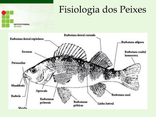 Fisiologia dos Peixes
 