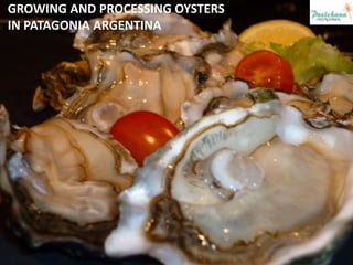 GROWING AND PROCESSING OYSTERS IN PATAGONIA ARGENTINA 