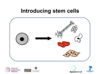 Introducing stem cells
 