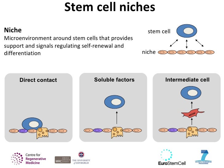 Introducing Stem Cells Introducing Stem Cells