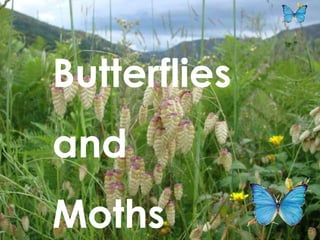 Butterflies
and
Moths
 